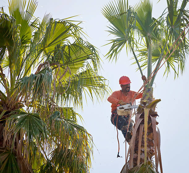 Best Tree Risk Assessment  in USA